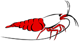 Shrimps Forever